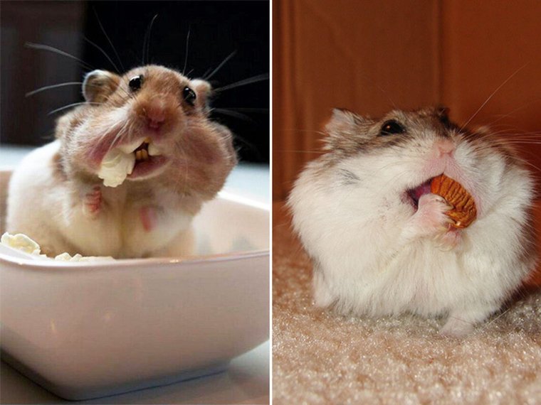 Хомяк с набитыми щеками