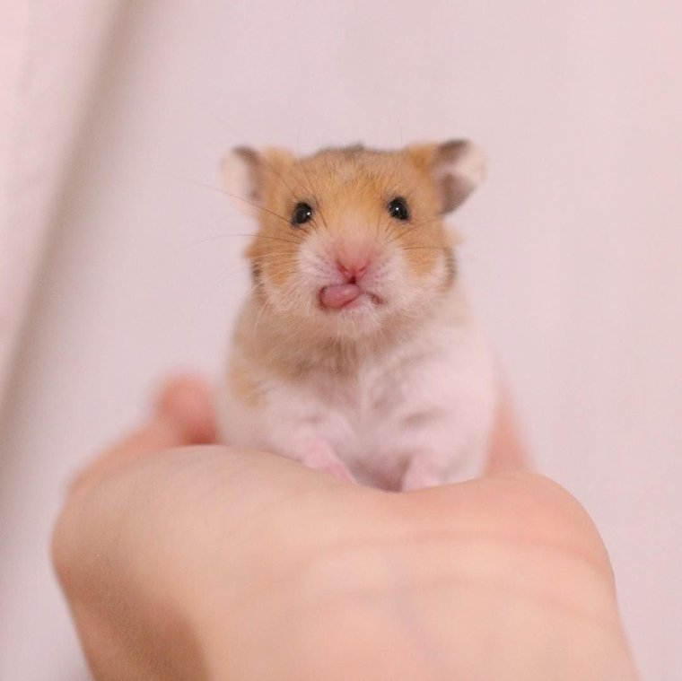 Тощий хомяк