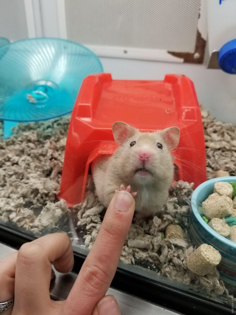 Смешные хомячки