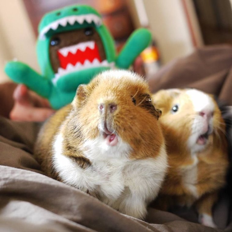 Милые морские свинки