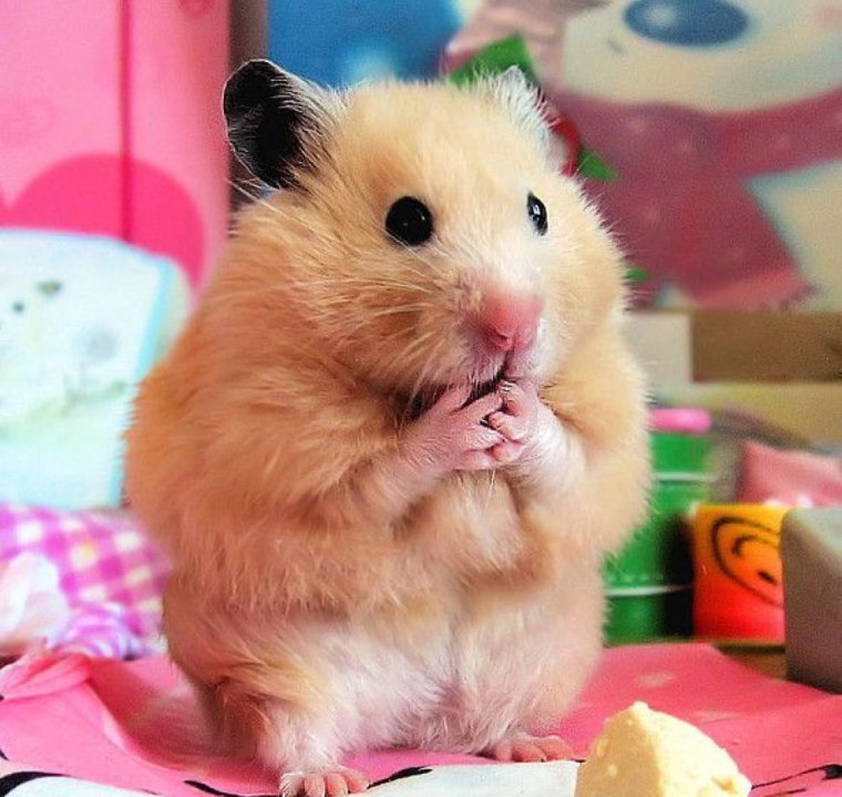 Прикольный хомяк