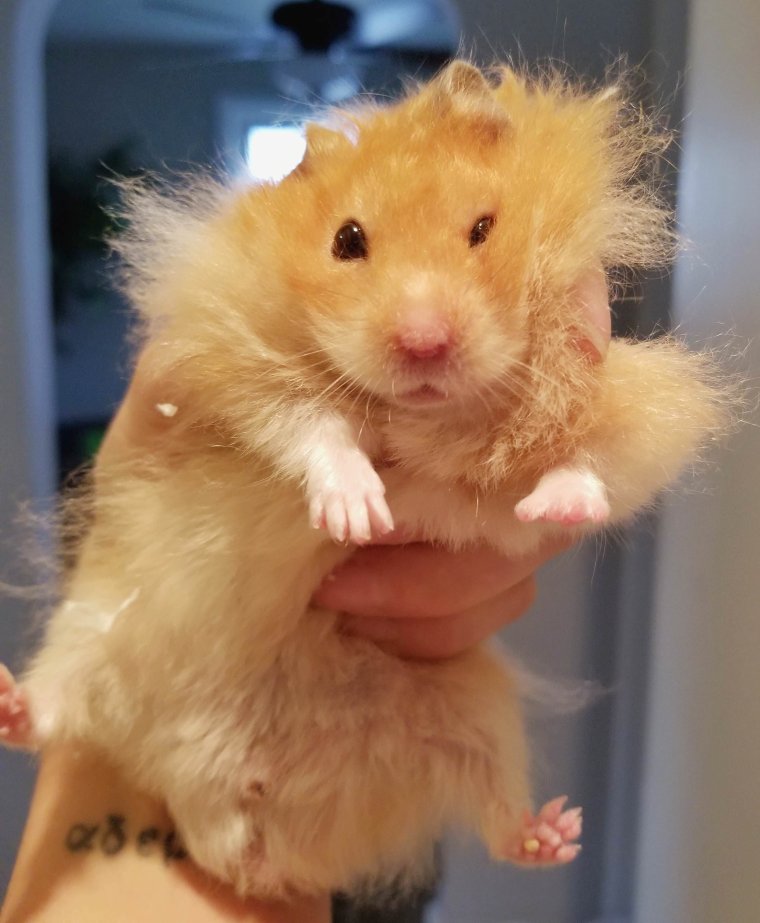 Смешной сильный хомяк