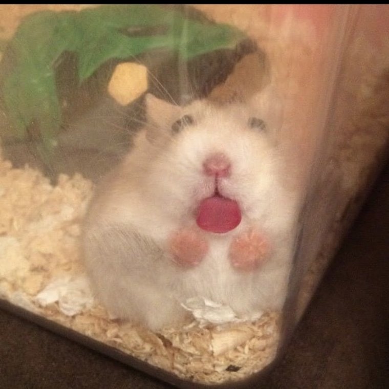 Хомячки мемы