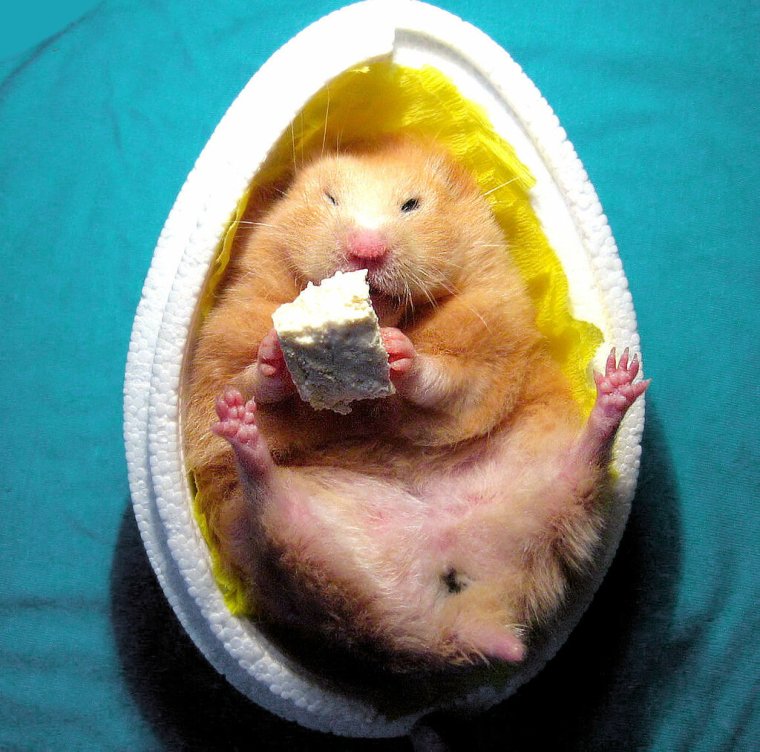 Пасха хомяк