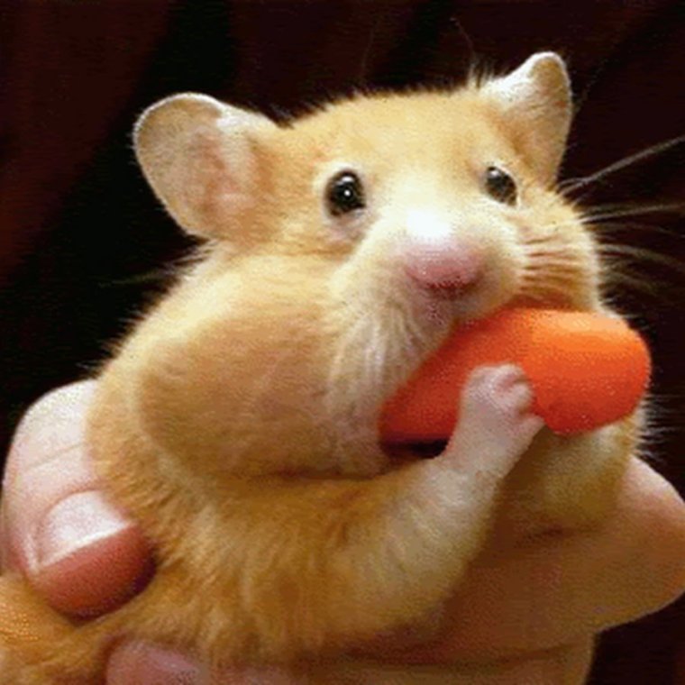 Хомяк с набитыми щеками