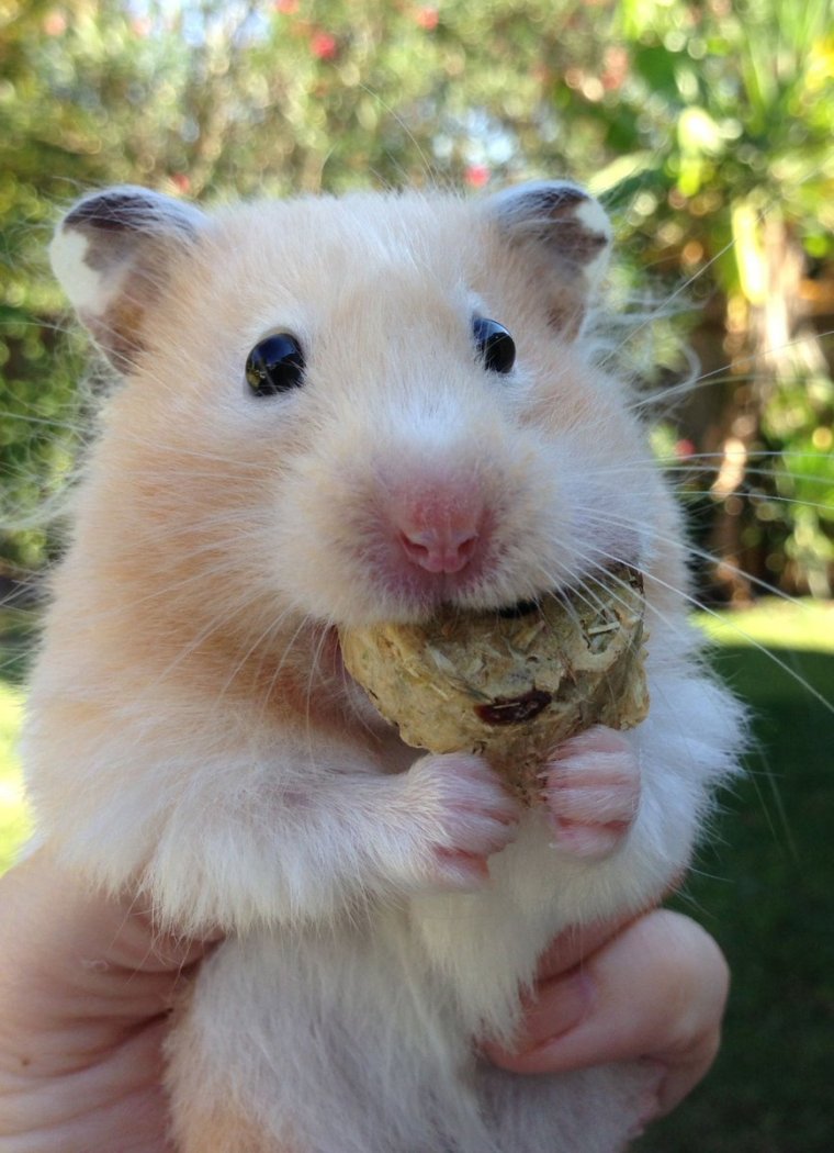 Сенегальский хомяк