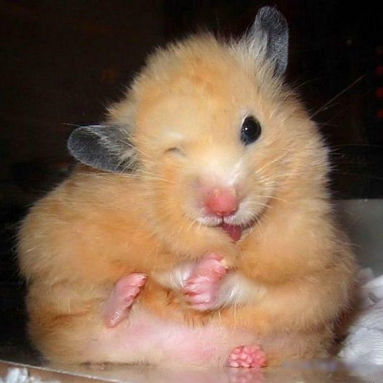 Прикольный хомяк