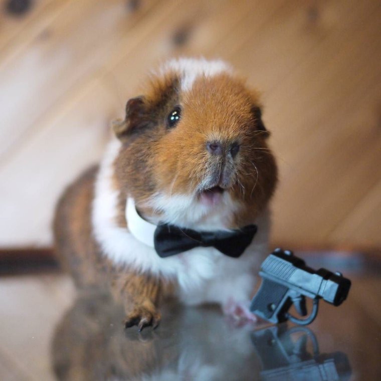 Морская Свинка с оружием