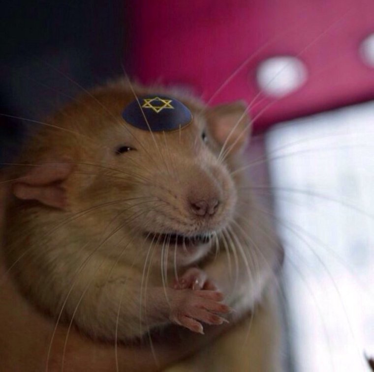 Хитрый хомяк