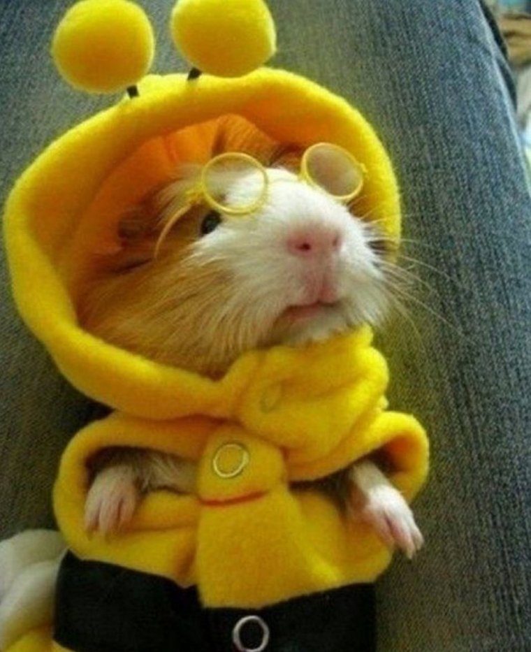 Хомяк в одежде