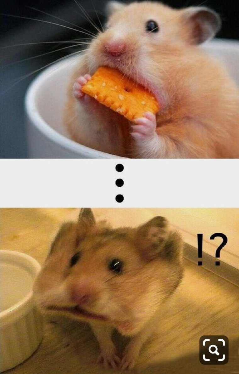 Хомяк Мем