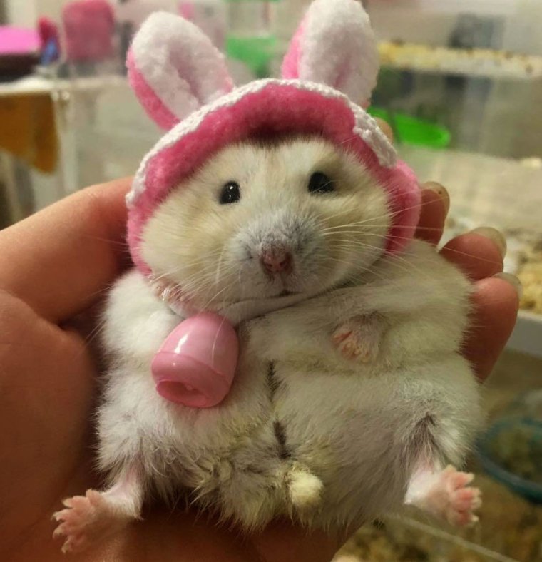 Смешные хомячки