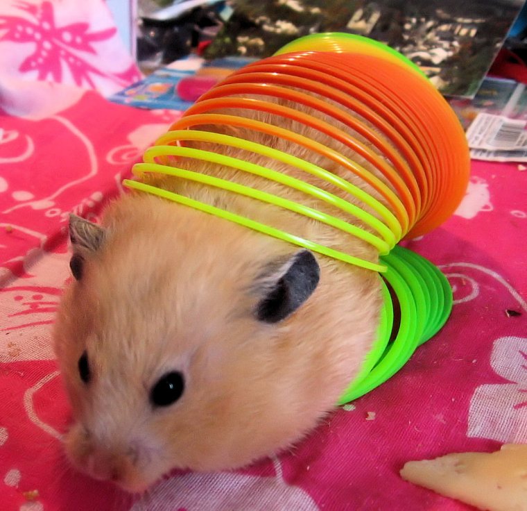 Радужный хомяк