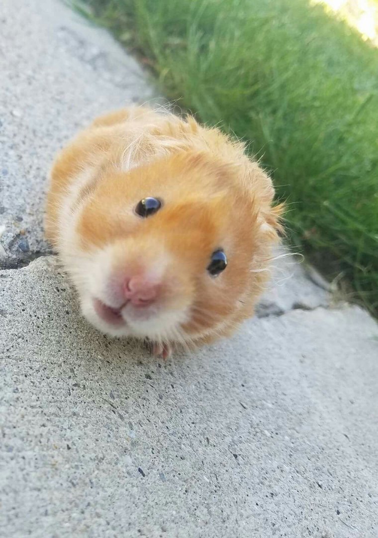 Самые милые хомячки