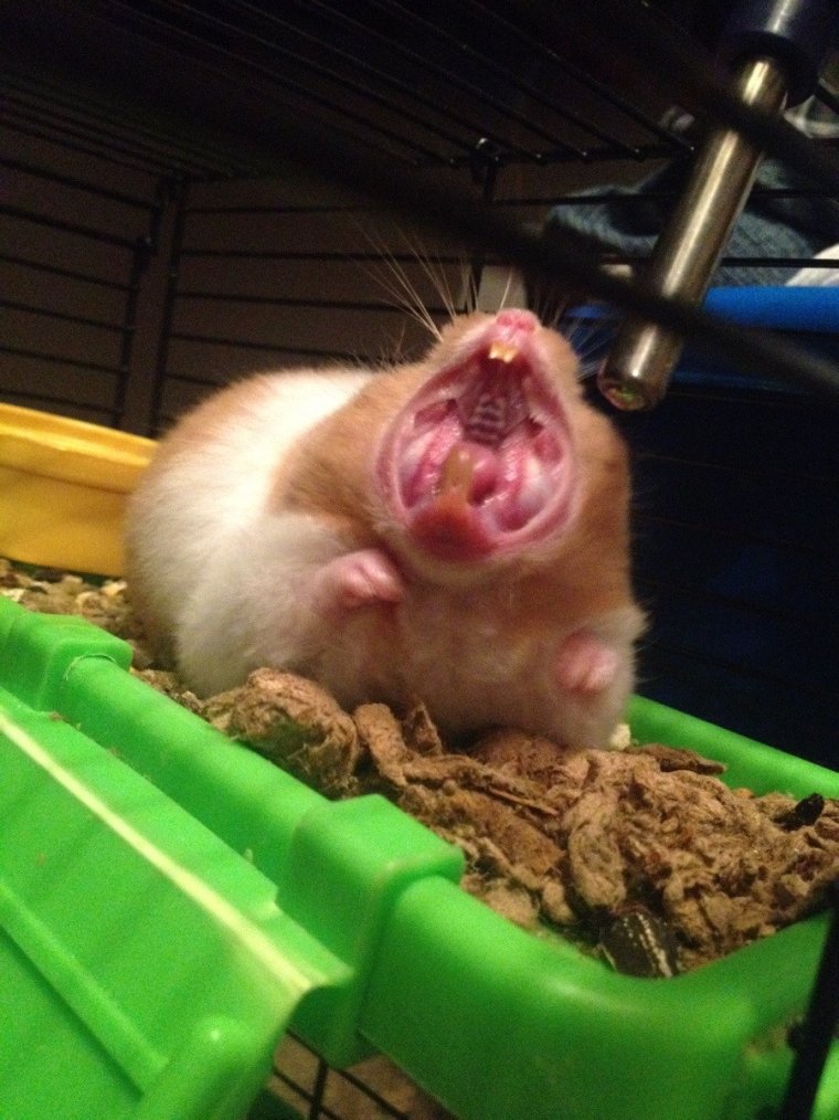 Смешные хомячки