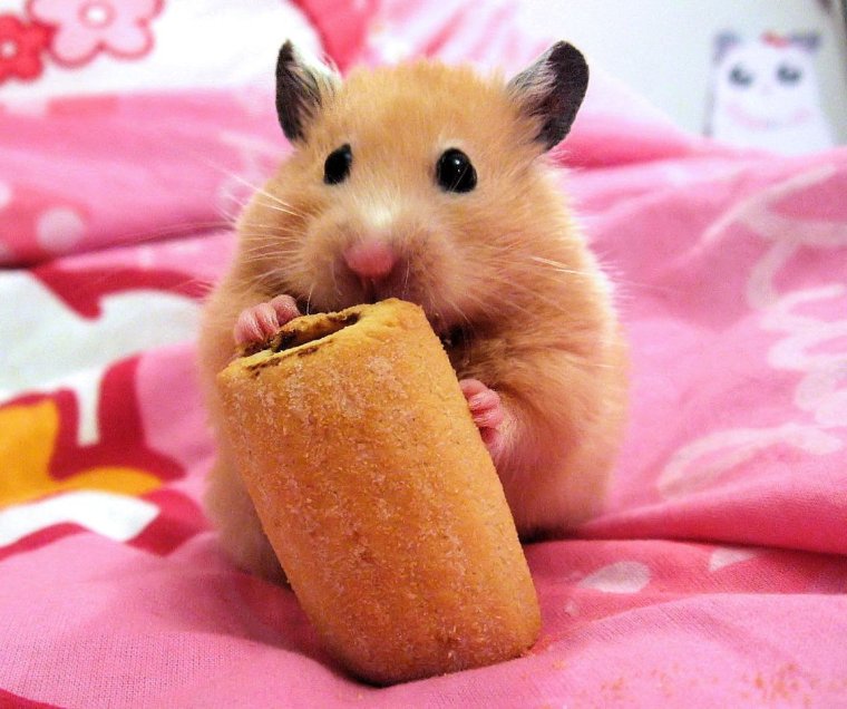 Забавные хомячки