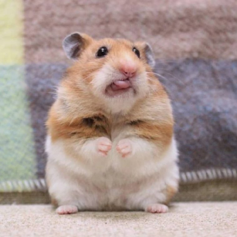 Рыжий хомяк смешной