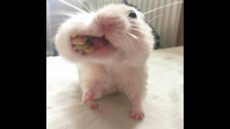 Хомячок с набитыми щеками