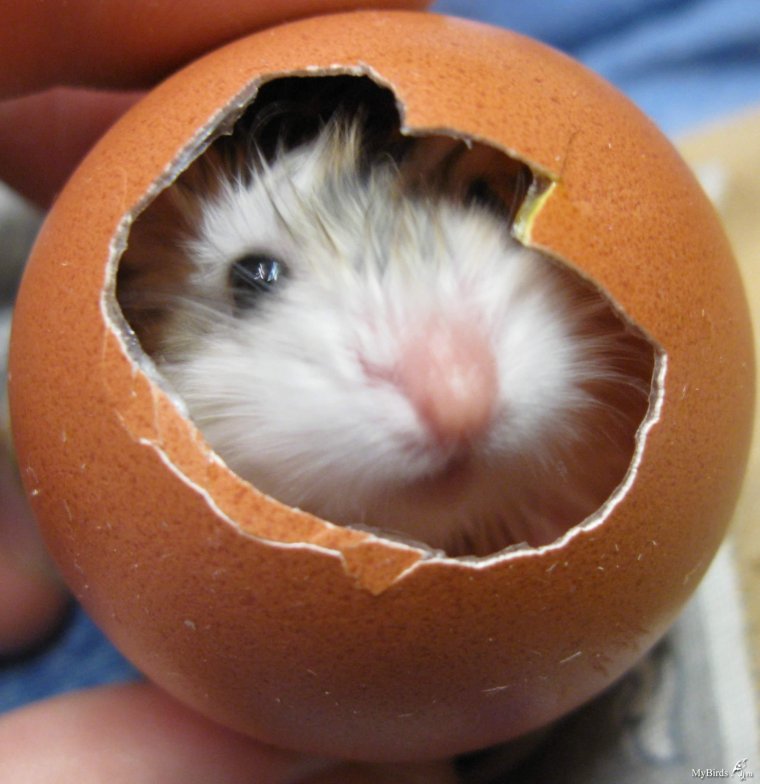 Прикольные джунгарики