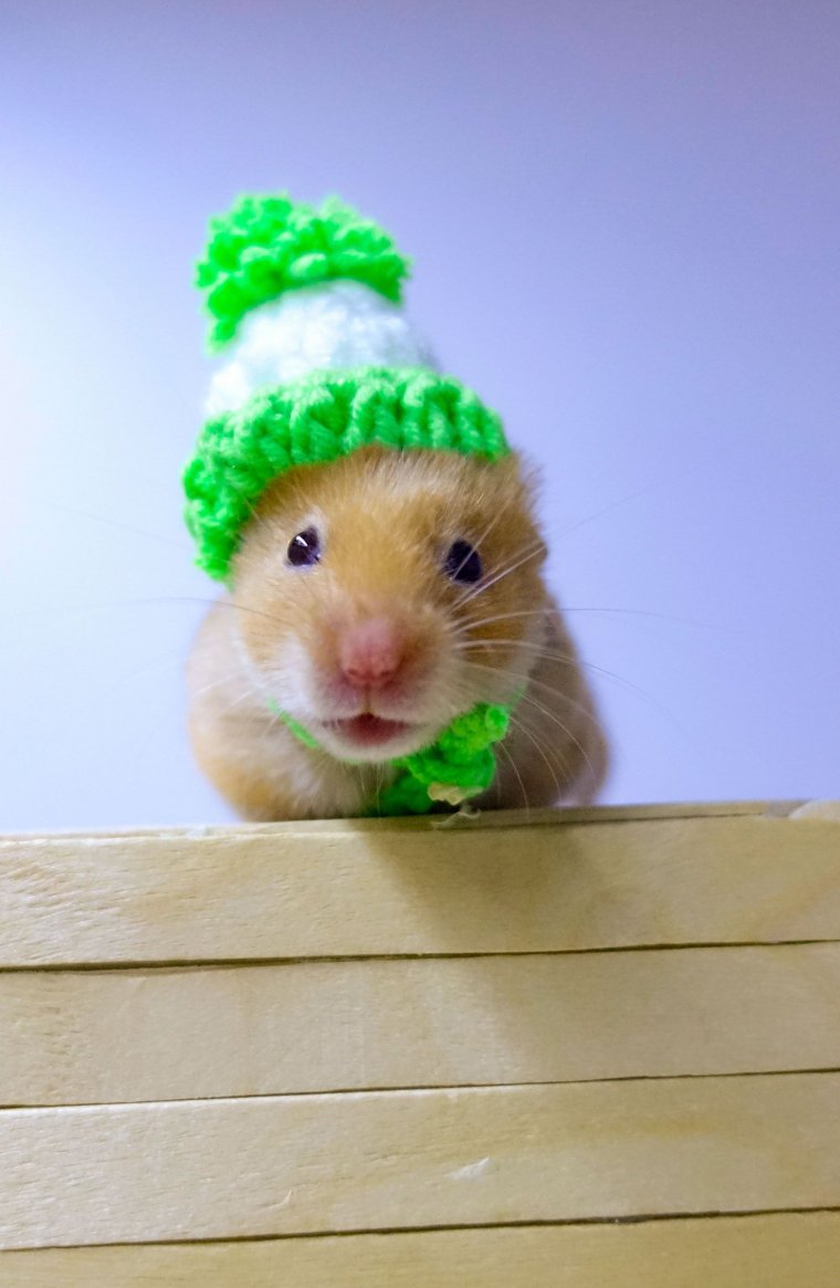 Милый хомячок