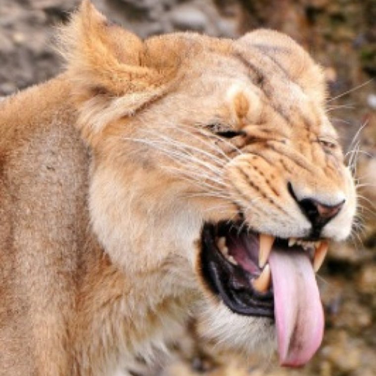 Львица прикольная