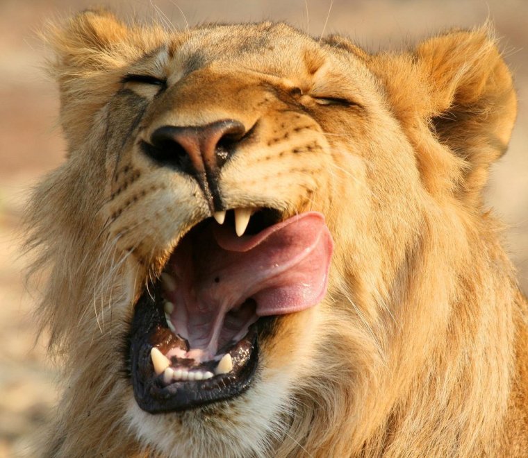 Лев облизывается