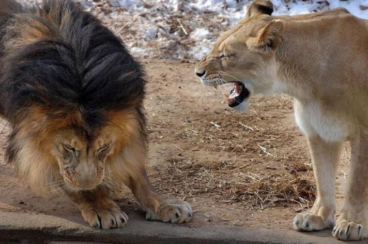 Фильм про Львов львиная семейка