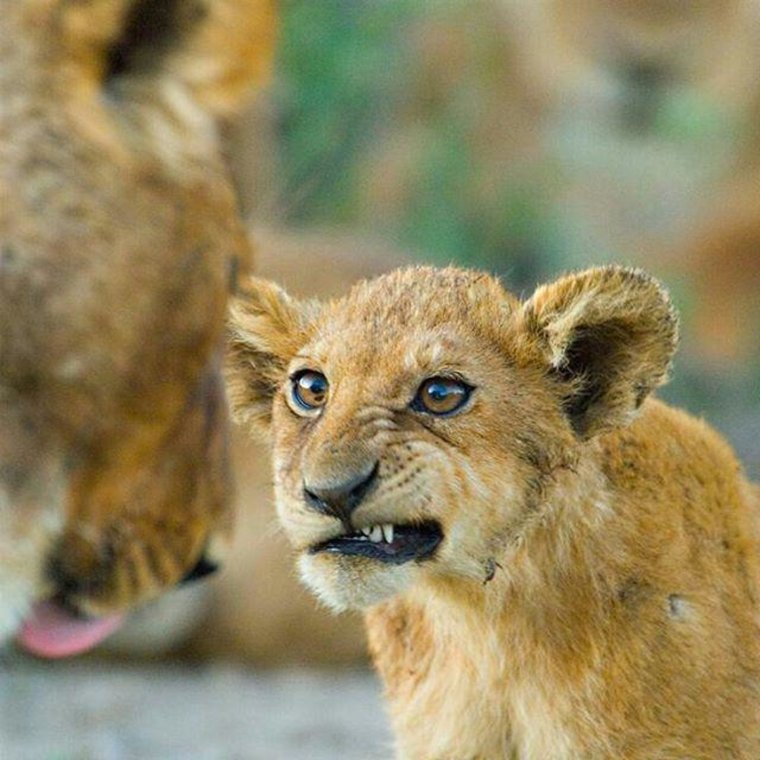 Тебердинский заповедник Лев Симба