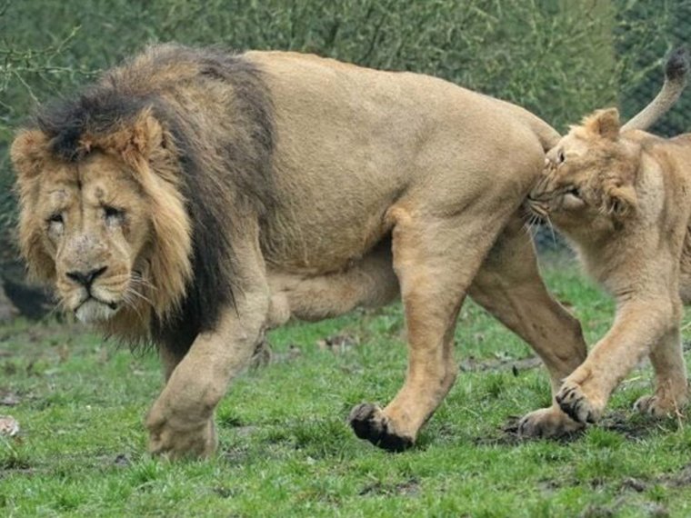 Львица кусает Льва за яйца