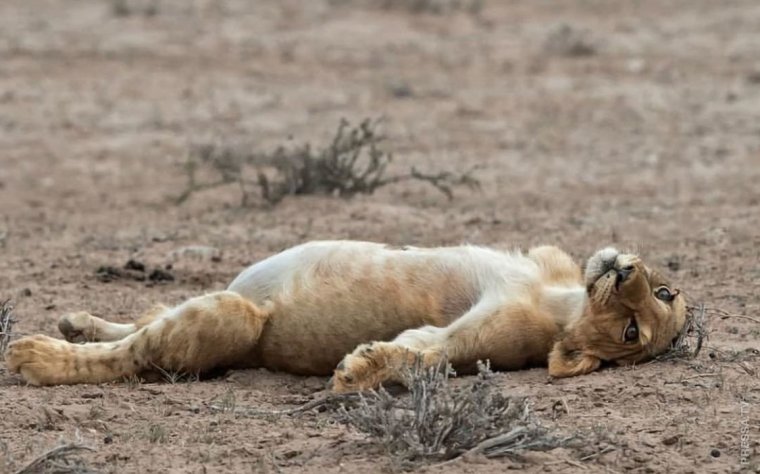 Спящий Львенок