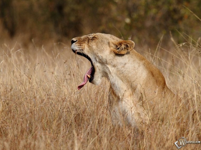 Львица в засаде