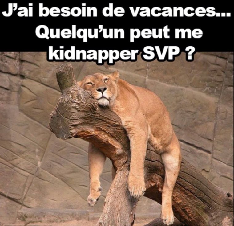 Статусы про львицу