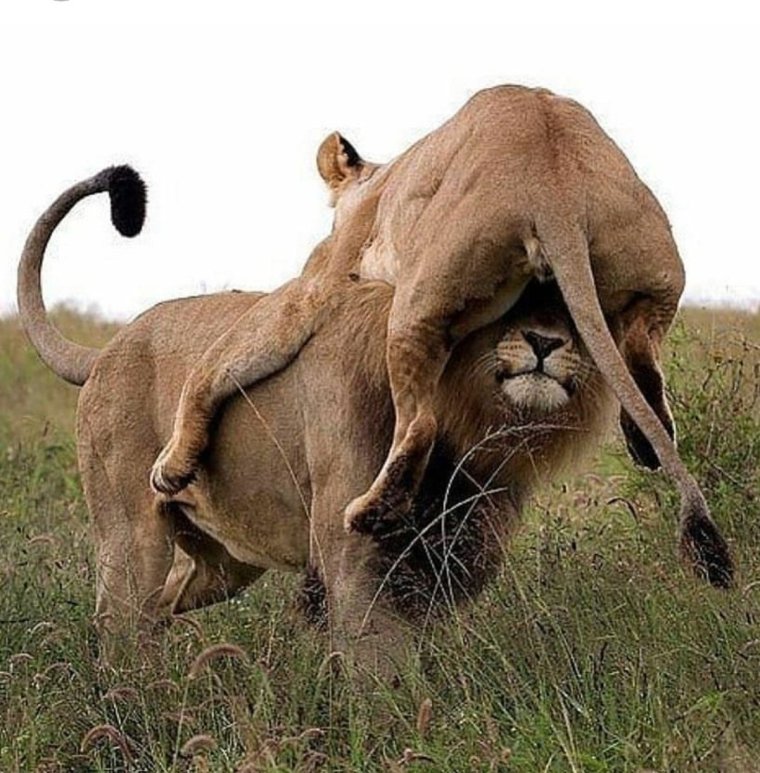 Гусулаев Алан Гаджи-Мурадович