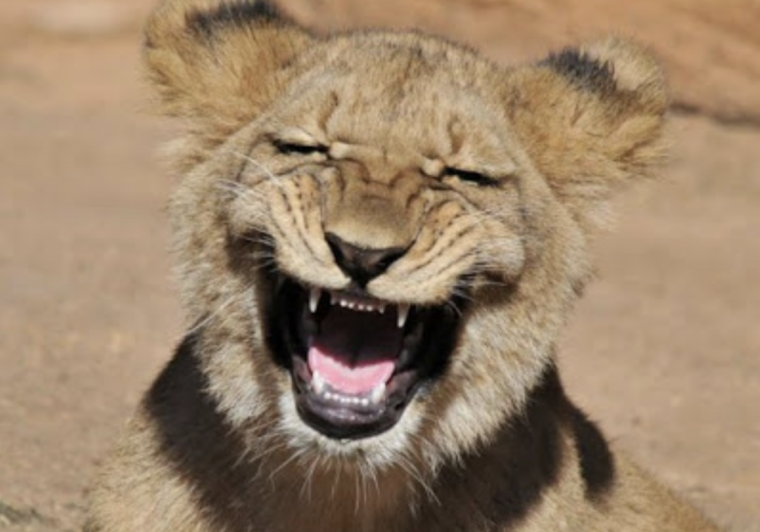 Львенок улыбается