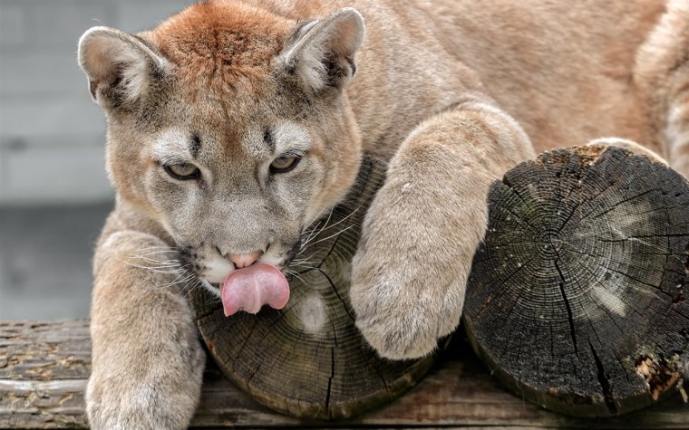 Пума облизывается