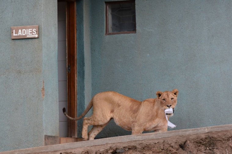 Львица убирается прикол