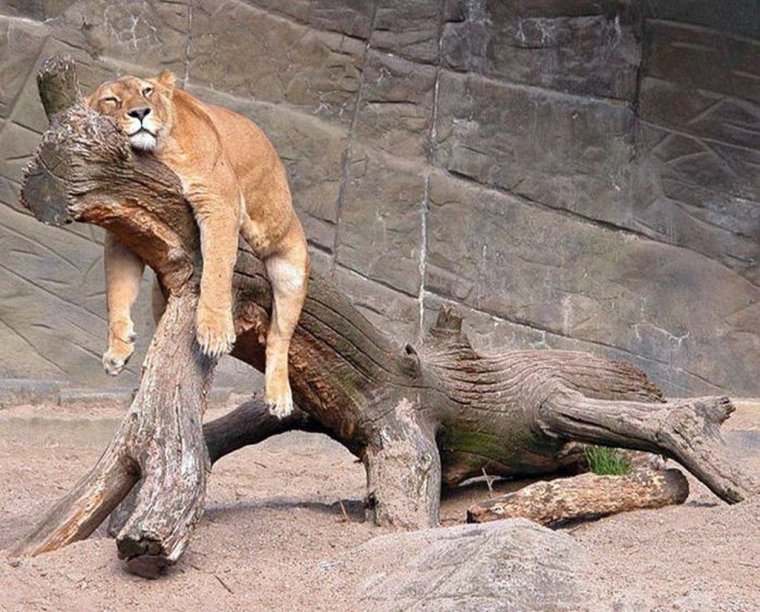 Львица устала