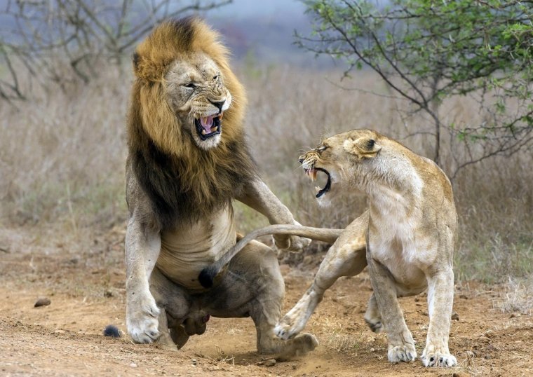 Лев в атаке