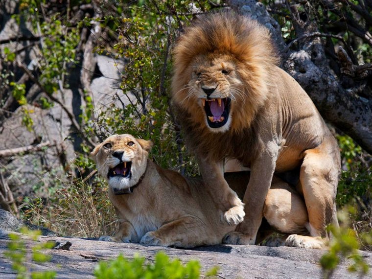 Лев царь зверей прикол