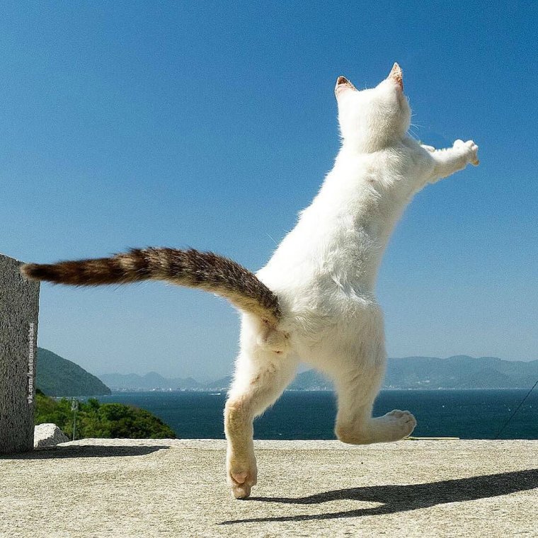 Кот отдыхает