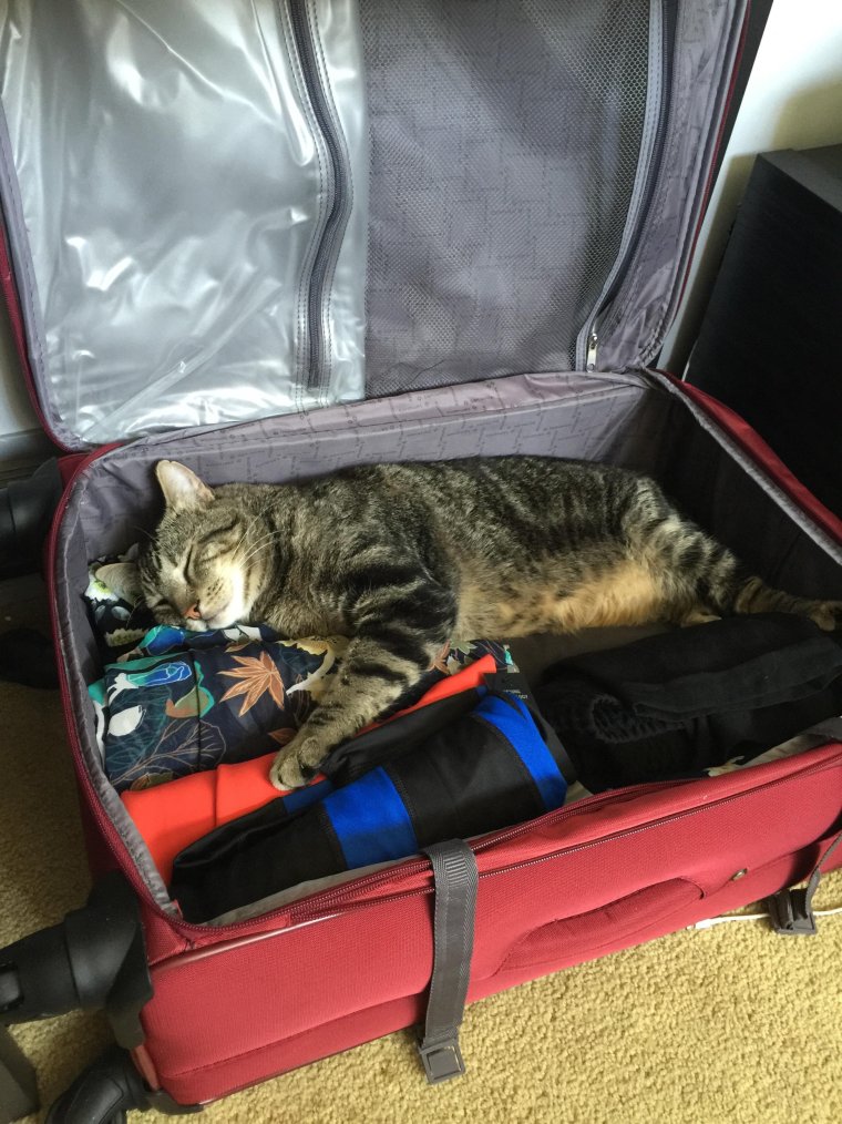 Кошка с чемоданом