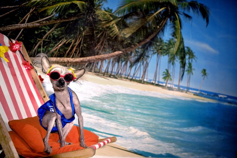 Собака на Мальдивах