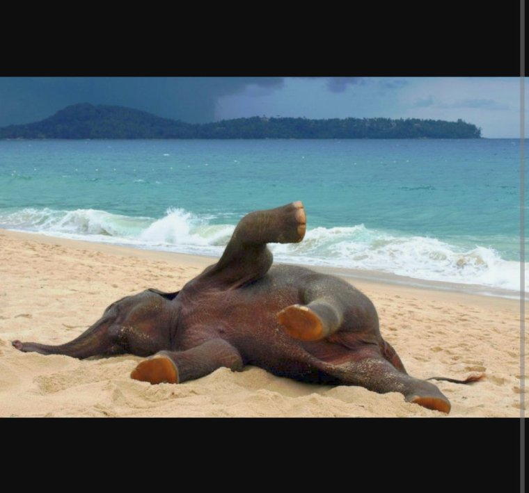 Слоны на море