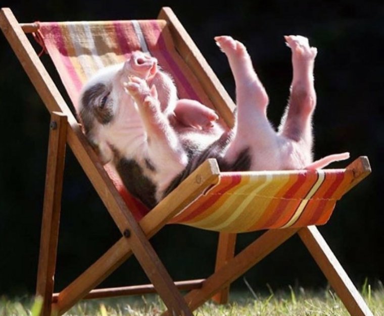 Поросенок отдыхает