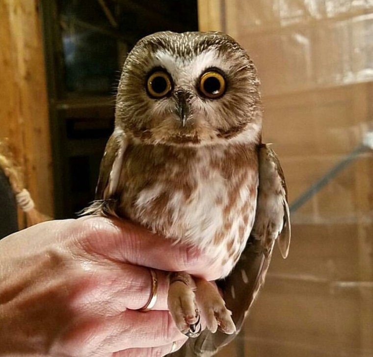 Домовёнок в квартире