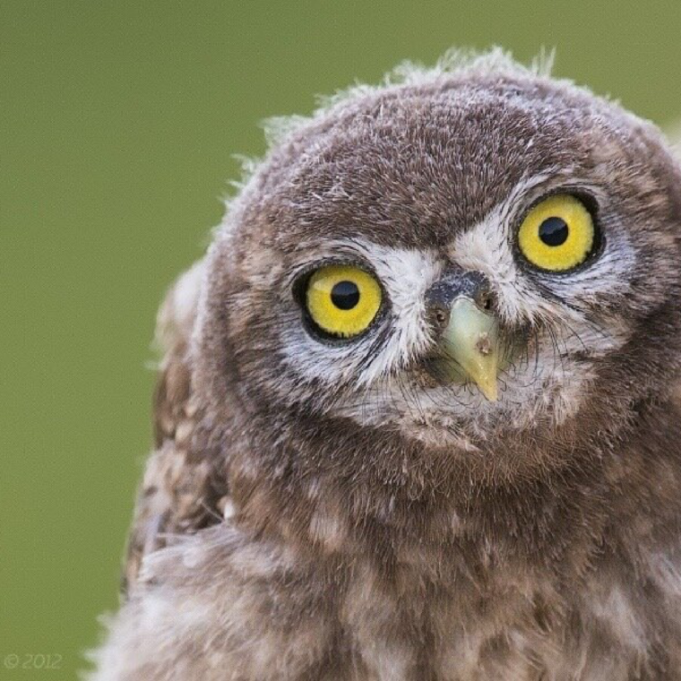 Домовёнок Кузя