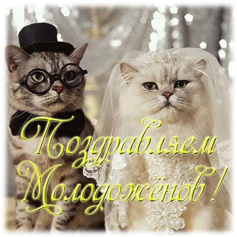 Смешные поздравления с днем свадьбы