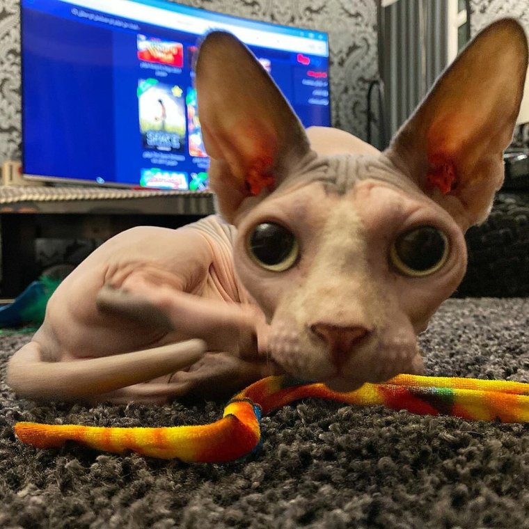 Сфинкс Донской лапа