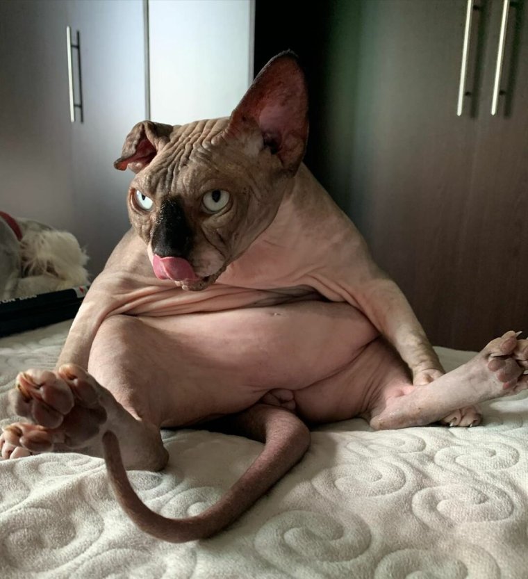 Сфинкс смешные морды
