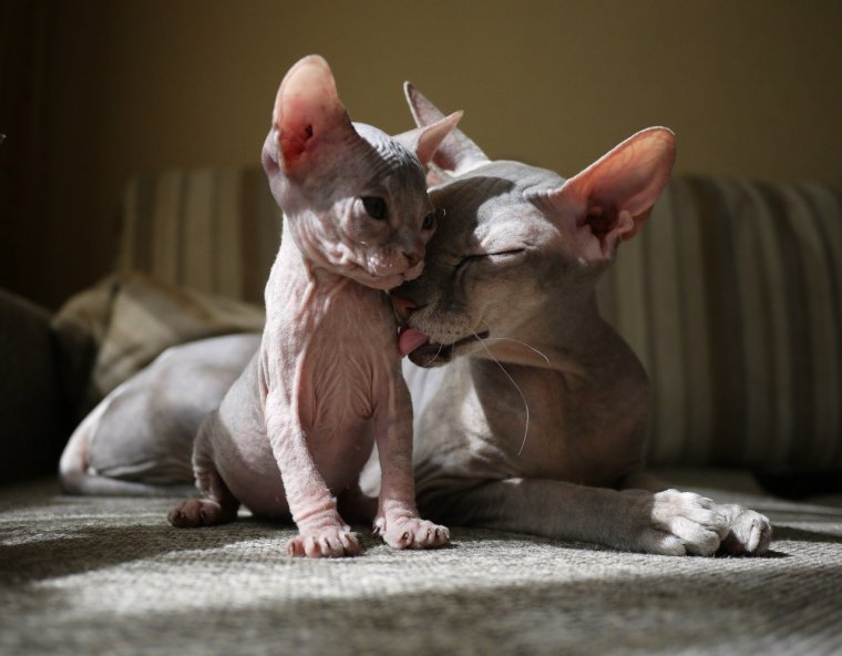 Смешные котята сфинксы